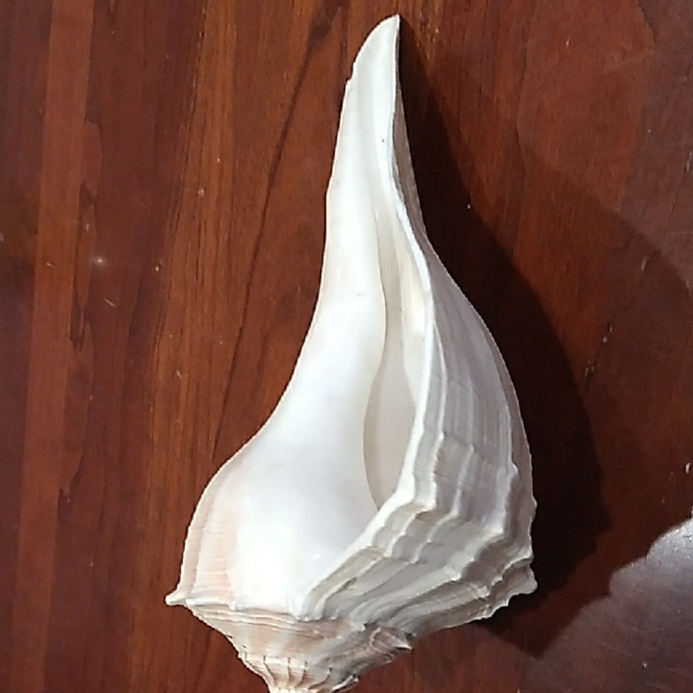 Large White Seashell Decor - Picture 2 of 9